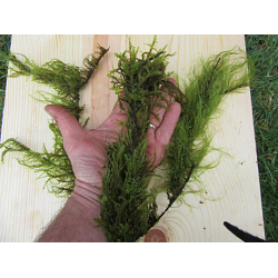 Moss Branches 20 Pieces 1-Gallon Bag Moss Sticks, Live Moss Twigs